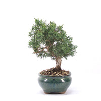 Chinesischer Wacholder 'Juniperus chinensis kyushu'
