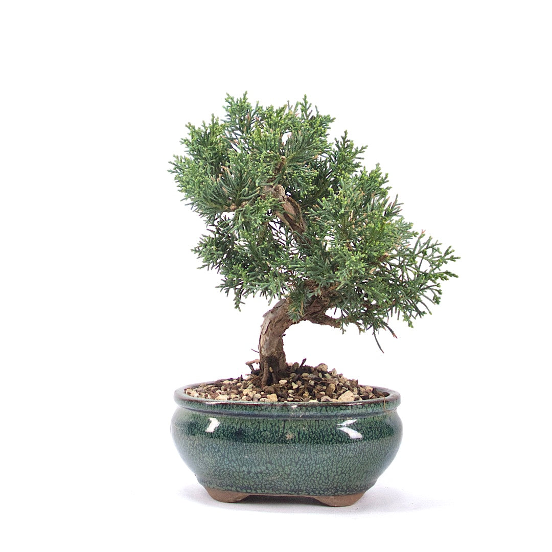 Chinesischer Wacholder 'Juniperus chinensis kyushu'