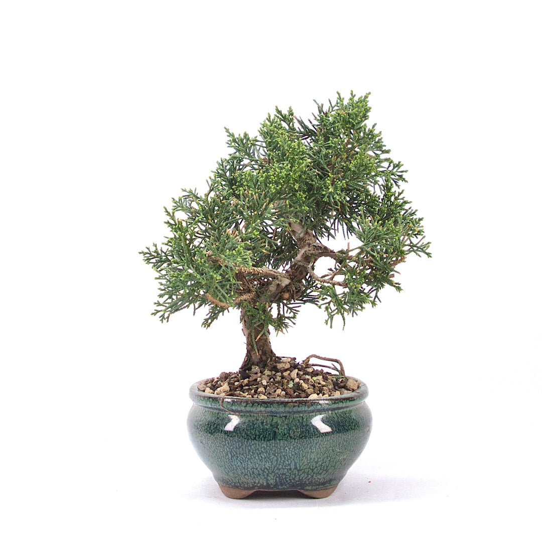 Chinesischer Wacholder 'Juniperus chinensis kyushu'
