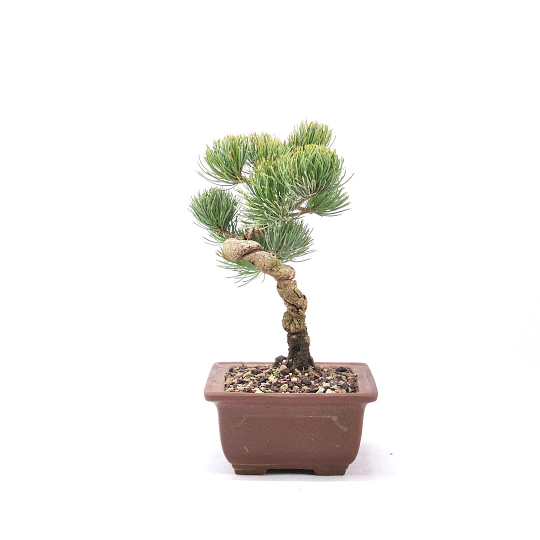 Mädchenkiefer 'Pinus parviflora'