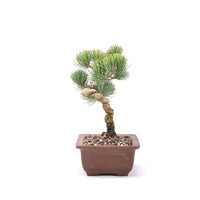 Mädchenkiefer 'Pinus parviflora'