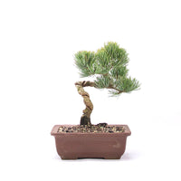 Mädchenkiefer 'Pinus parviflora'