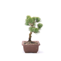 Mädchenkiefer 'Pinus parviflora'