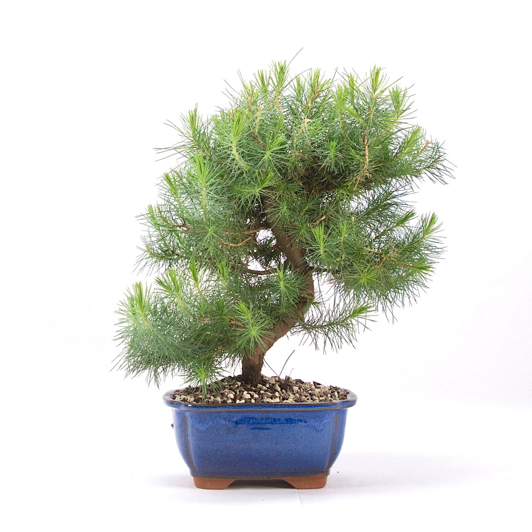 Aleppo-Kiefer 'Pinus halepensis'