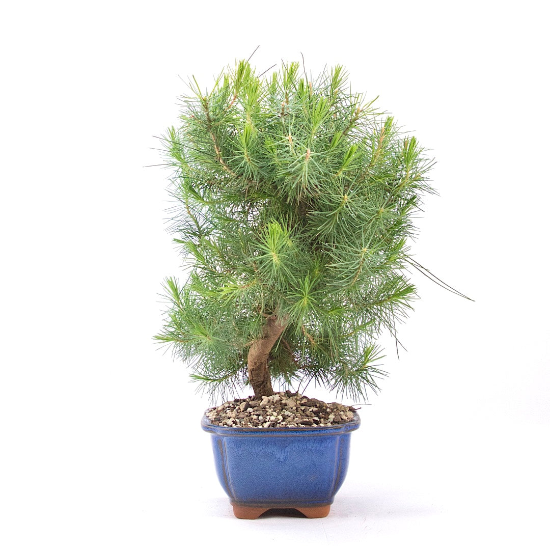 Aleppo-Kiefer 'Pinus halepensis'