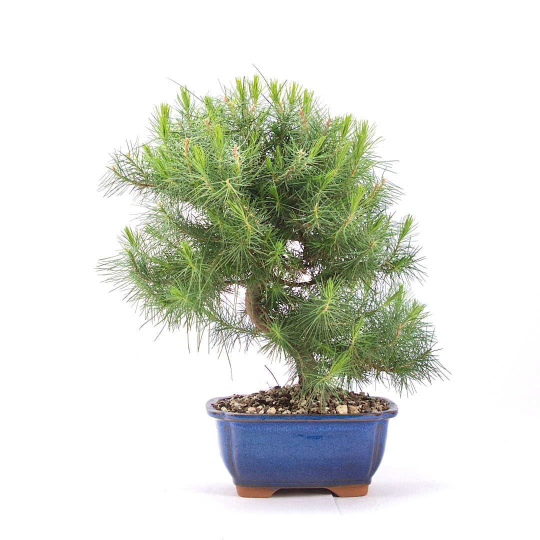 Aleppo-Kiefer 'Pinus halepensis'