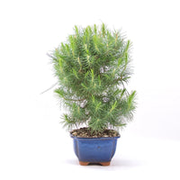 Aleppo-Kiefer 'Pinus halepensis'