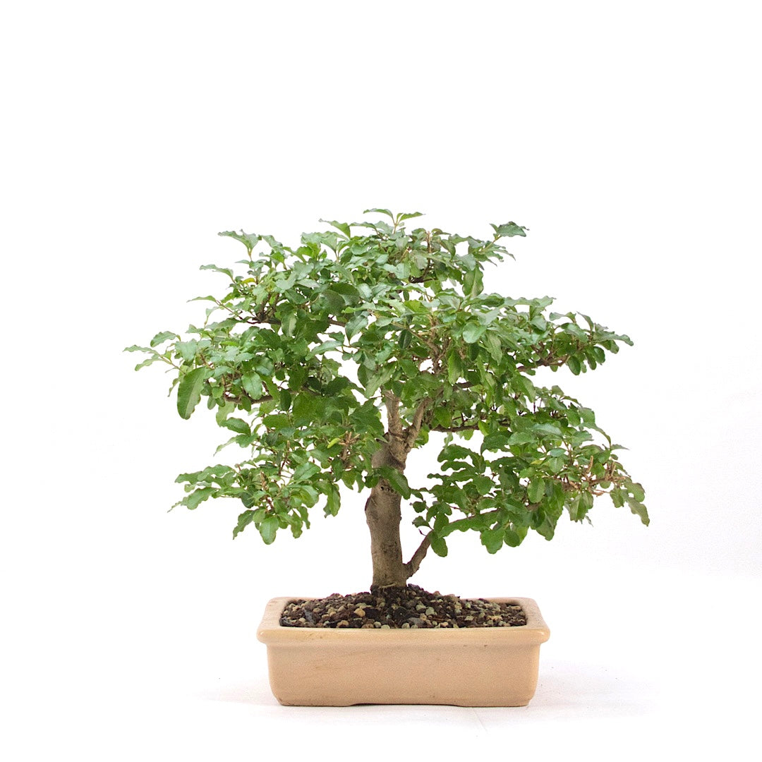 Ovalblättriger Liguster ‚Ligustrum ovalifolium‘