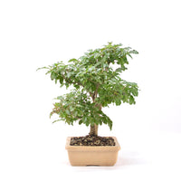 Ovalblättriger Liguster ‚Ligustrum ovalifolium‘