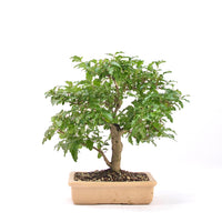 Ovalblättriger Liguster ‚Ligustrum ovalifolium‘