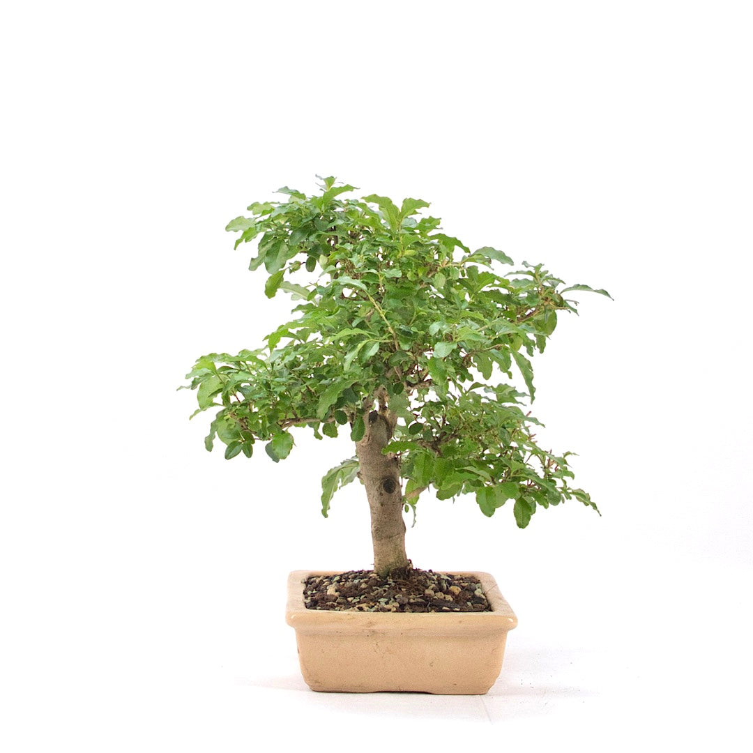 Ovalblättriger Liguster ‚Ligustrum ovalifolium‘