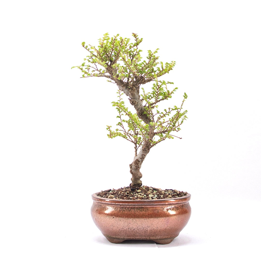 Japanische Ulme 'Ulmus japonica'