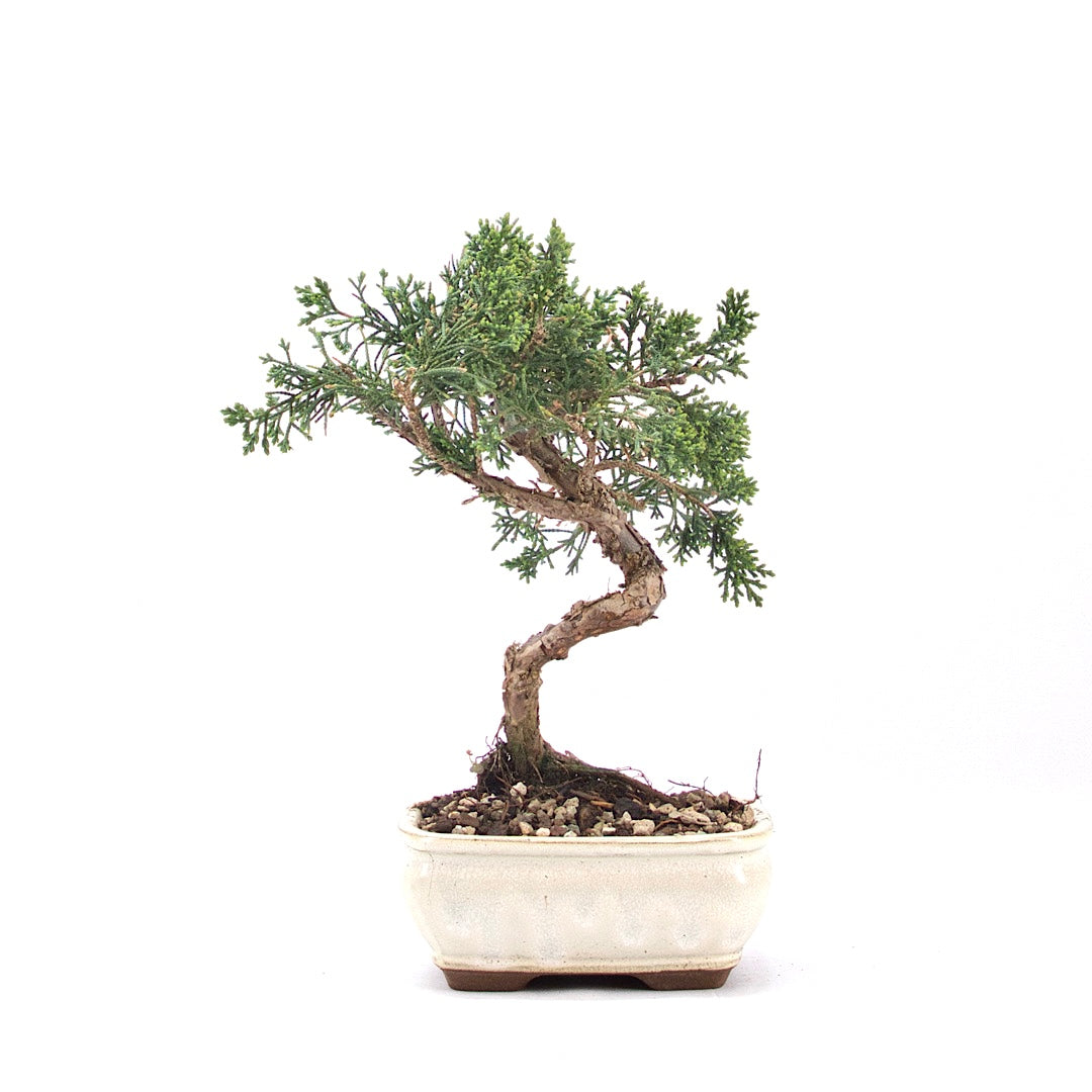 Chinesischer Wacholder 'Juniperus chinensis kyushu'
