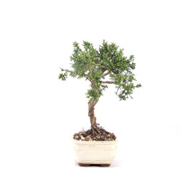 Chinesischer Wacholder 'Juniperus chinensis kyushu'