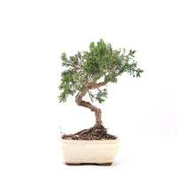 Chinesischer Wacholder 'Juniperus chinensis kyushu'