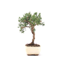 Chinesischer Wacholder 'Juniperus chinensis kyushu'