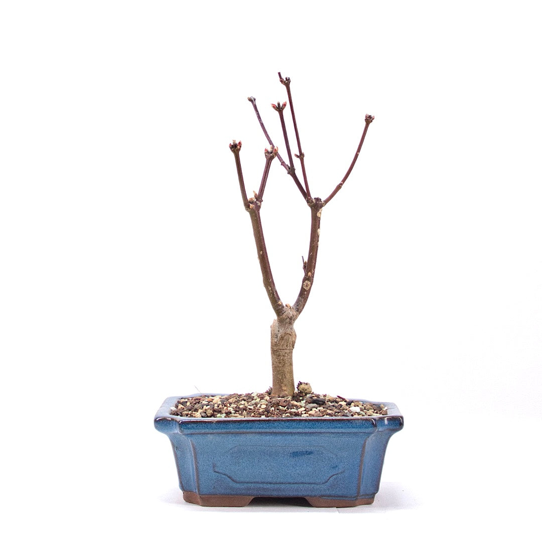 Fächer-Ahorn 'Acer palmatum 'Deshojo'