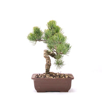 Mädchenkiefer 'Pinus parviflora'
