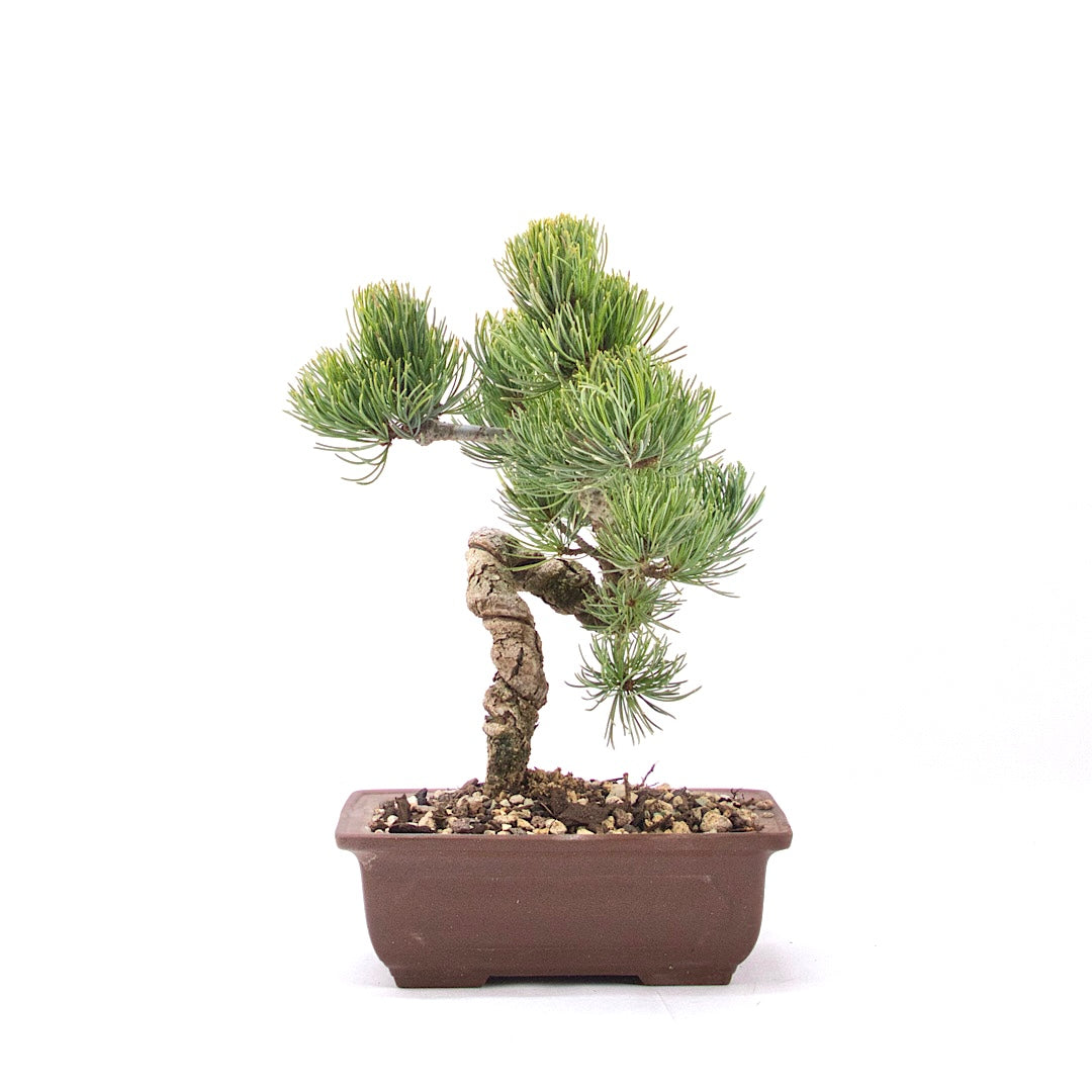 Mädchenkiefer 'Pinus parviflora'