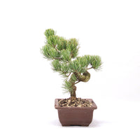 Mädchenkiefer 'Pinus parviflora'