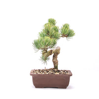 Mädchenkiefer 'Pinus parviflora'