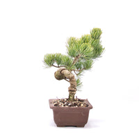 Mädchenkiefer 'Pinus parviflora'