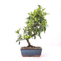 Feuerdorn 'Pyracantha coccinea'