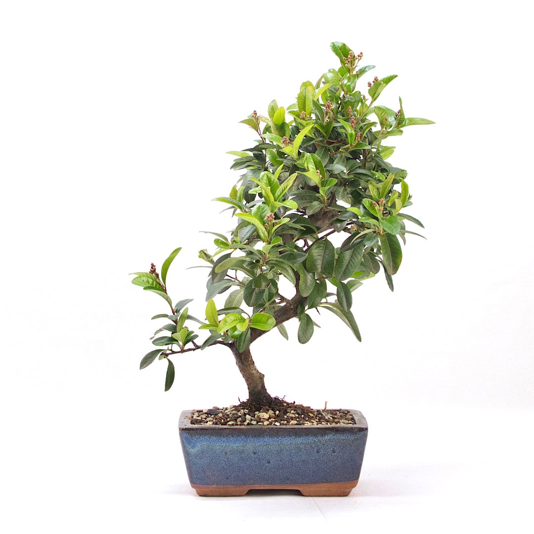 Feuerdorn 'Pyracantha coccinea'