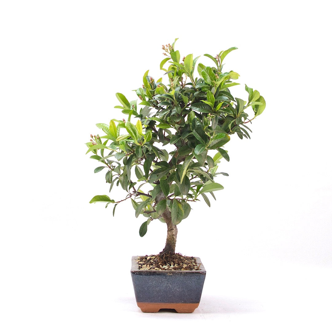 Feuerdorn 'Pyracantha coccinea'