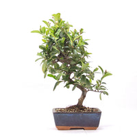 Feuerdorn 'Pyracantha coccinea'