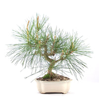 Japanische Schwarzkiefer 'Pinus thunbergii'