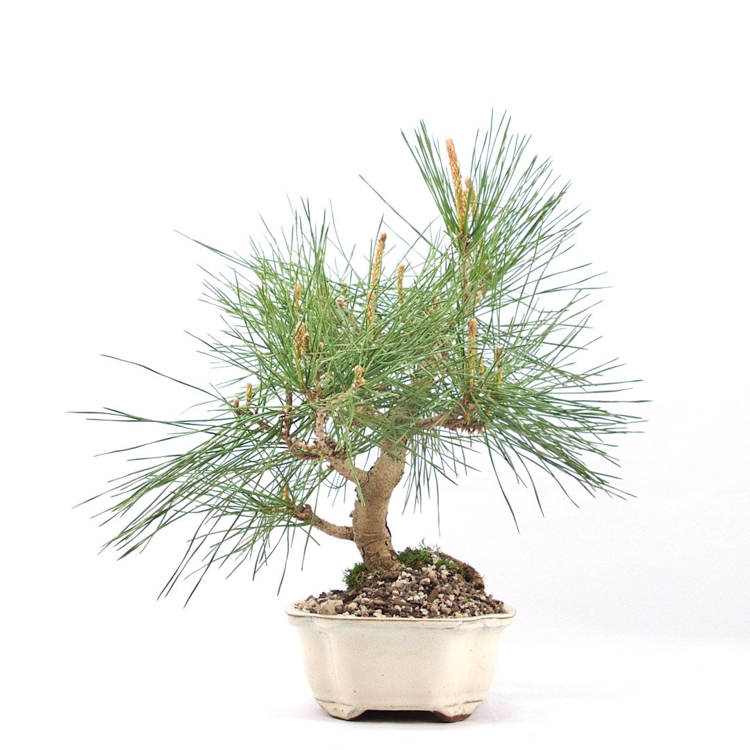 Japanische Schwarzkiefer 'Pinus thunbergii'