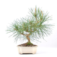 Japanische Schwarzkiefer 'Pinus thunbergii'