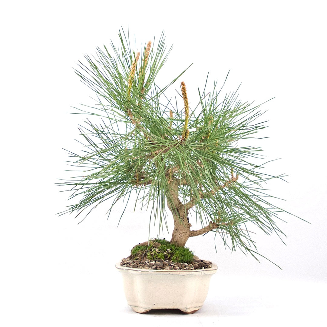 Japanische Schwarzkiefer 'Pinus thunbergii'