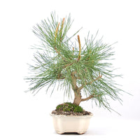 Japanische Schwarzkiefer 'Pinus thunbergii'