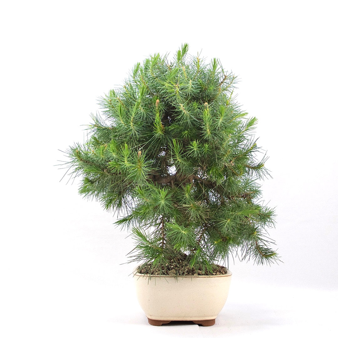 Aleppo-Kiefer 'Pinus halepensis'