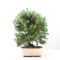 Aleppo-Kiefer 'Pinus halepensis'