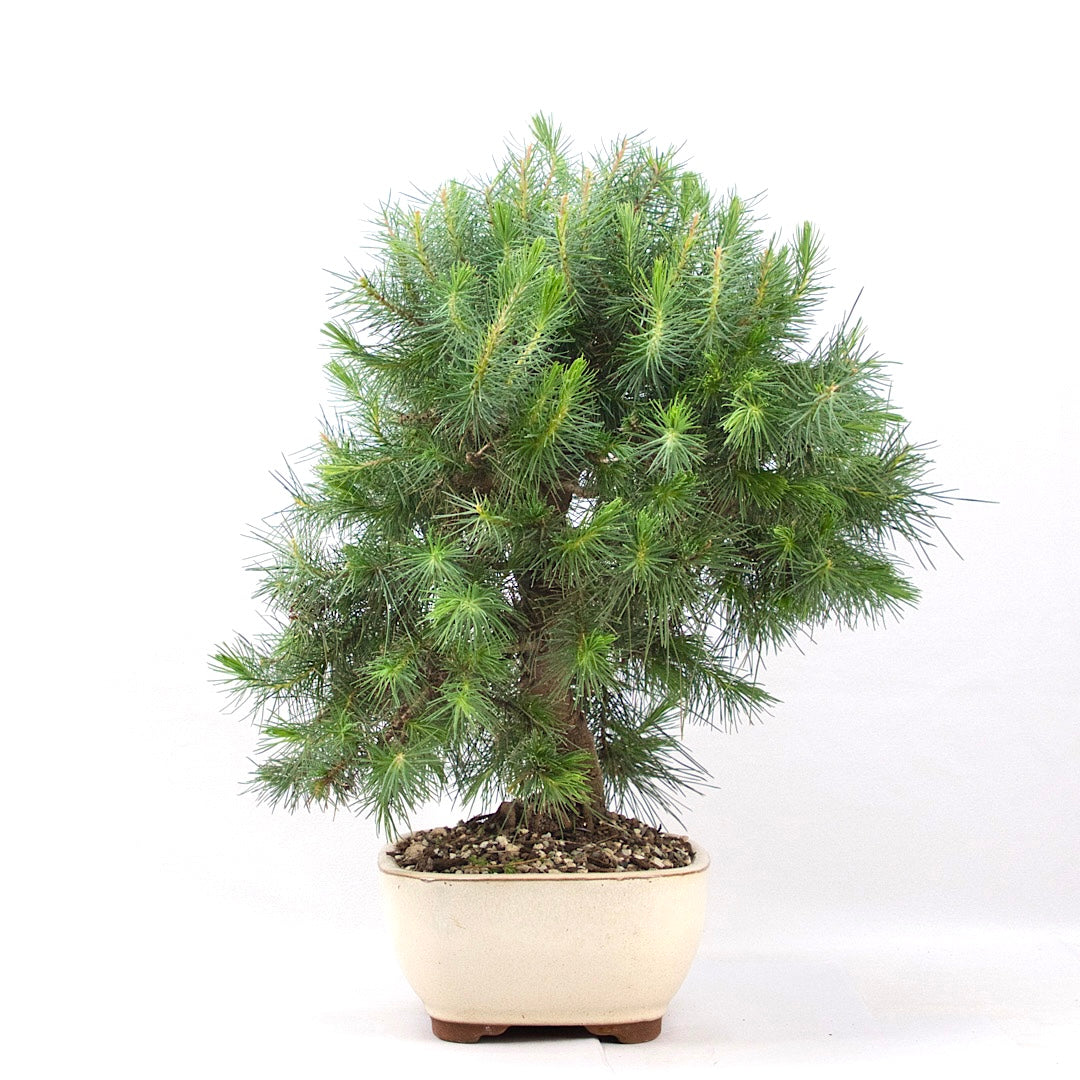 Aleppo-Kiefer 'Pinus halepensis'
