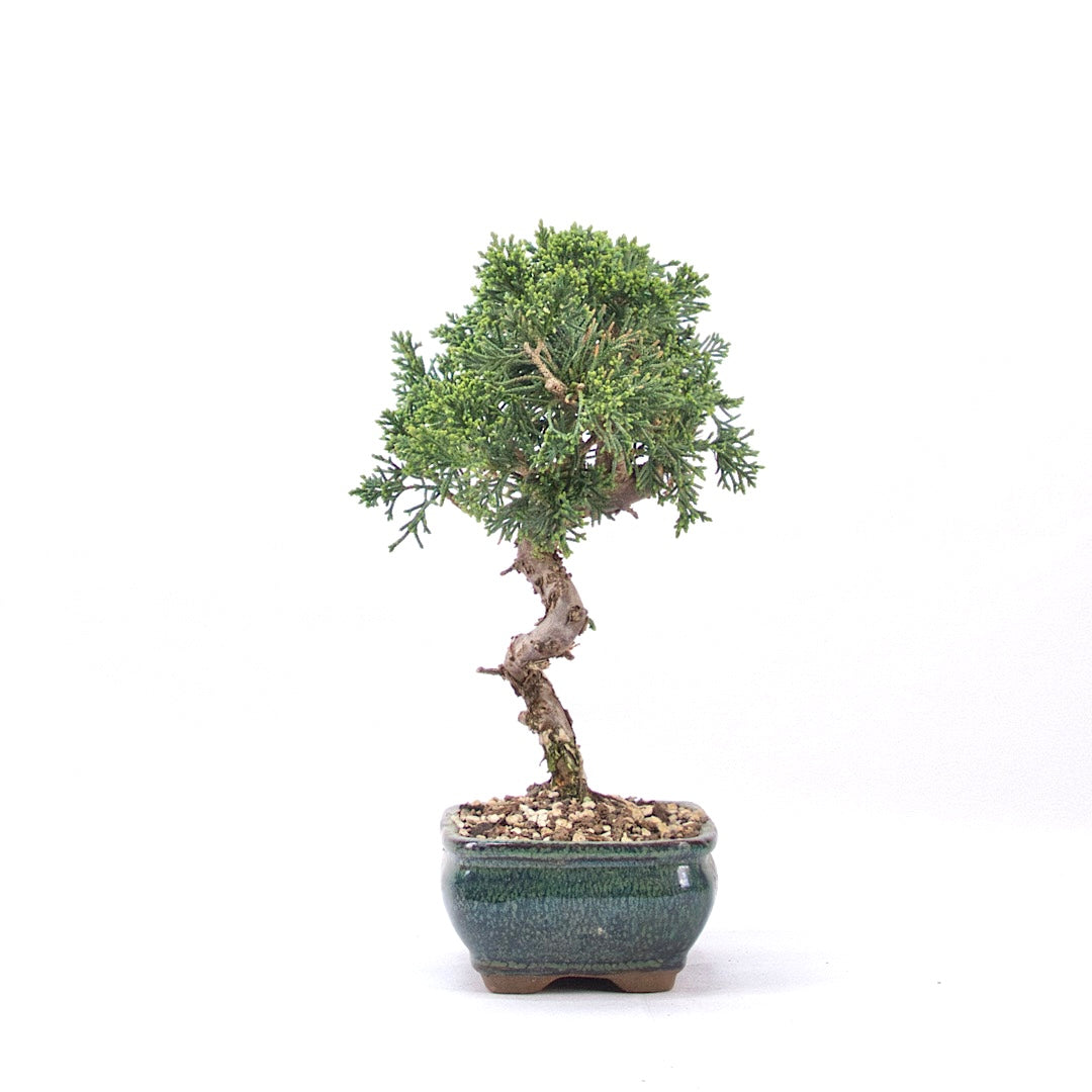 Chinesischer Wacholder 'Juniperus chinensis kyushu'
