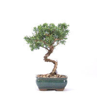 Chinesischer Wacholder 'Juniperus chinensis kyushu'