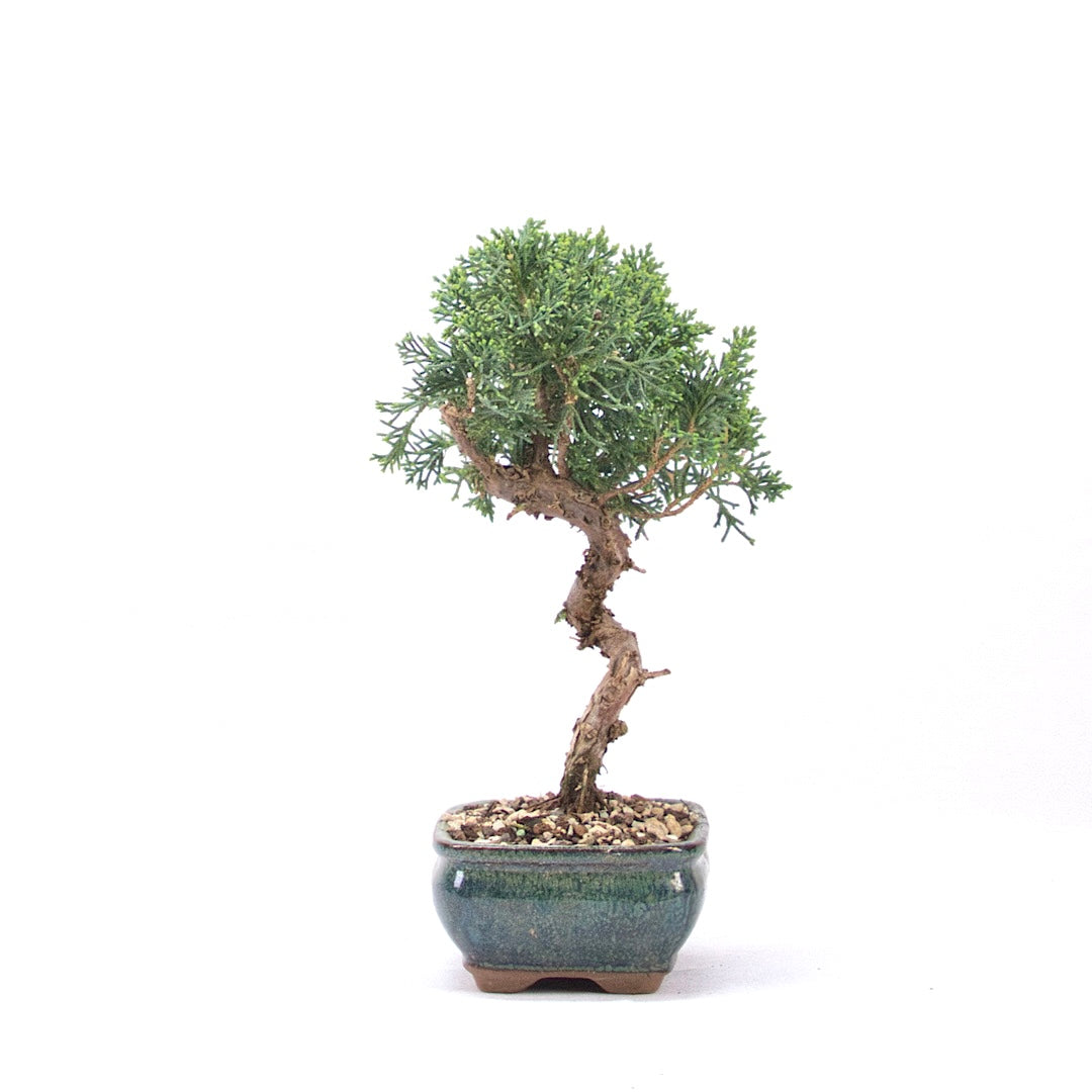 Chinesischer Wacholder 'Juniperus chinensis kyushu'
