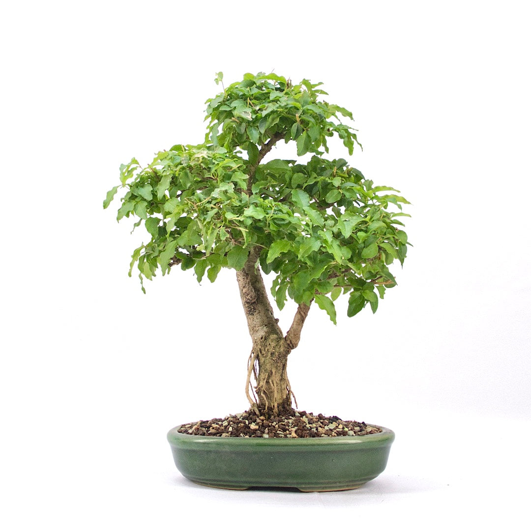 Ovalblättriger Liguster ‚Ligustrum ovalifolium‘