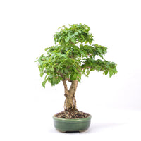 Ovalblättriger Liguster ‚Ligustrum ovalifolium‘