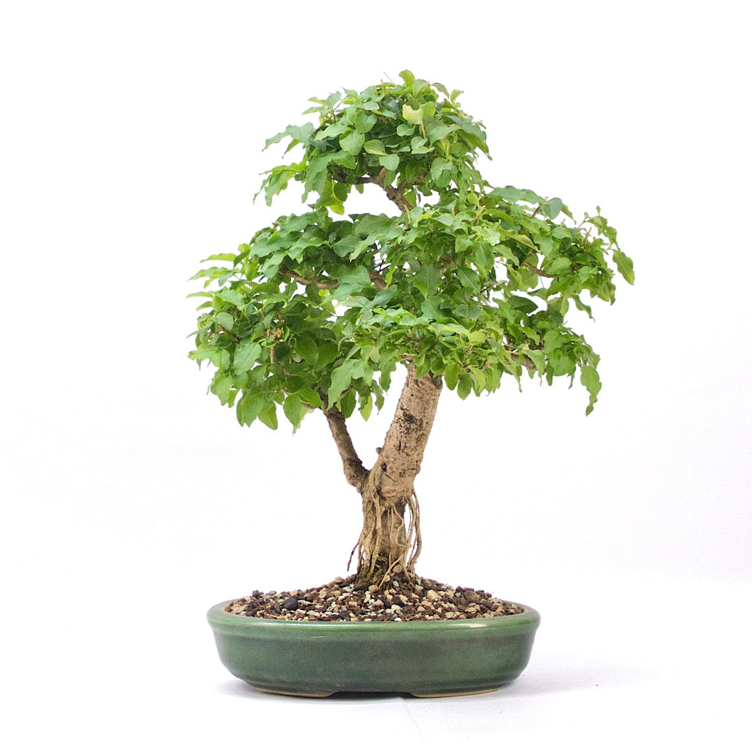 Ovalblättriger Liguster ‚Ligustrum ovalifolium‘