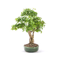 Ovalblättriger Liguster ‚Ligustrum ovalifolium‘