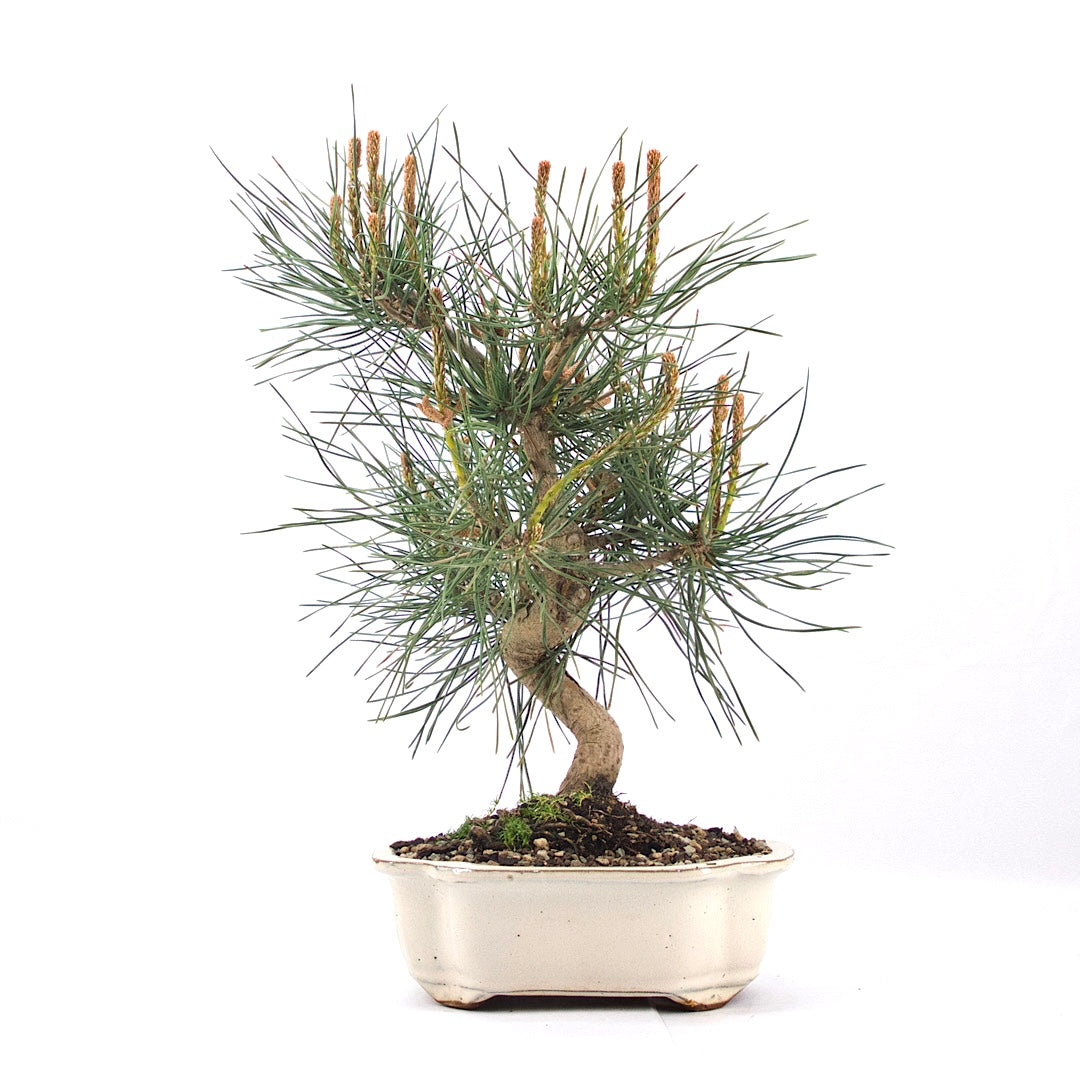 Japanische Schwarzkiefer 'Pinus thunbergii'