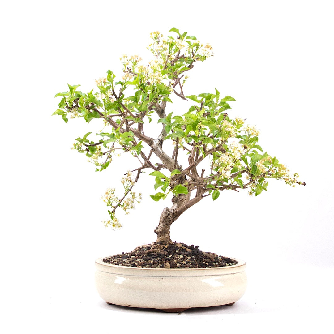 Steinweichsel 'Prunus mahaleb'