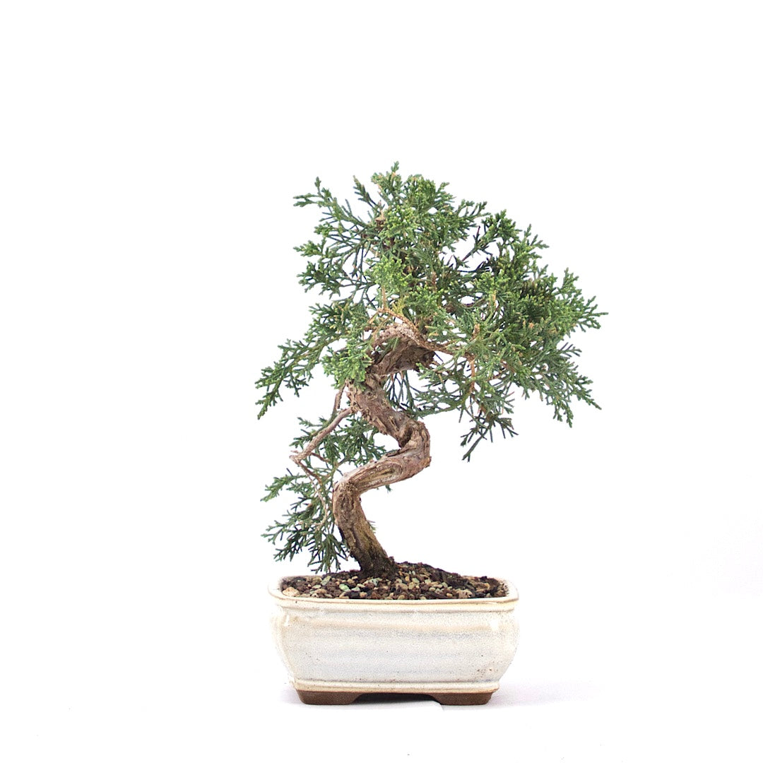 Chinesischer Wacholder 'Juniperus chinensis kyushu'