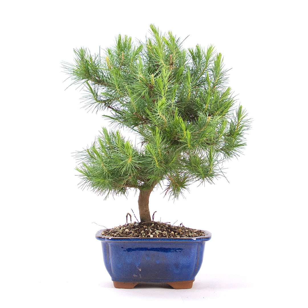 Aleppo-Kiefer 'Pinus halepensis'