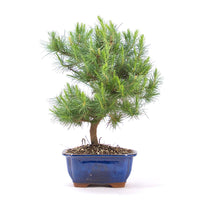 Aleppo-Kiefer 'Pinus halepensis'